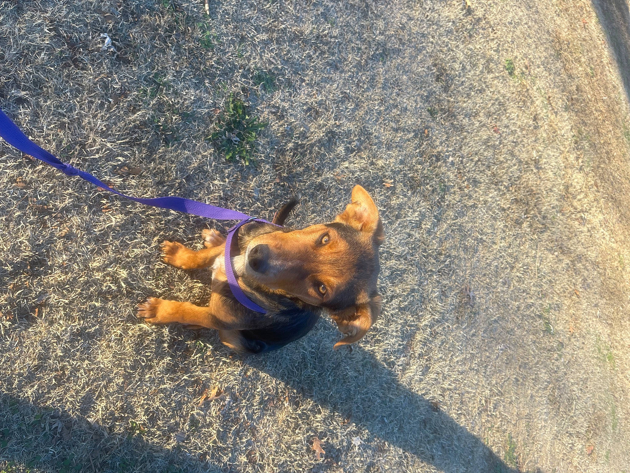 Max is registered to the contest to win money with this photo: asphalt, canidae, carnivore, collar, companion_dog, concrete, dog, dog_breed, dog_collar, electric_blue, fawn, leash, pet_supply, road_surface, shadow, sidewalk, snout, sporting_group, tar, working_animal