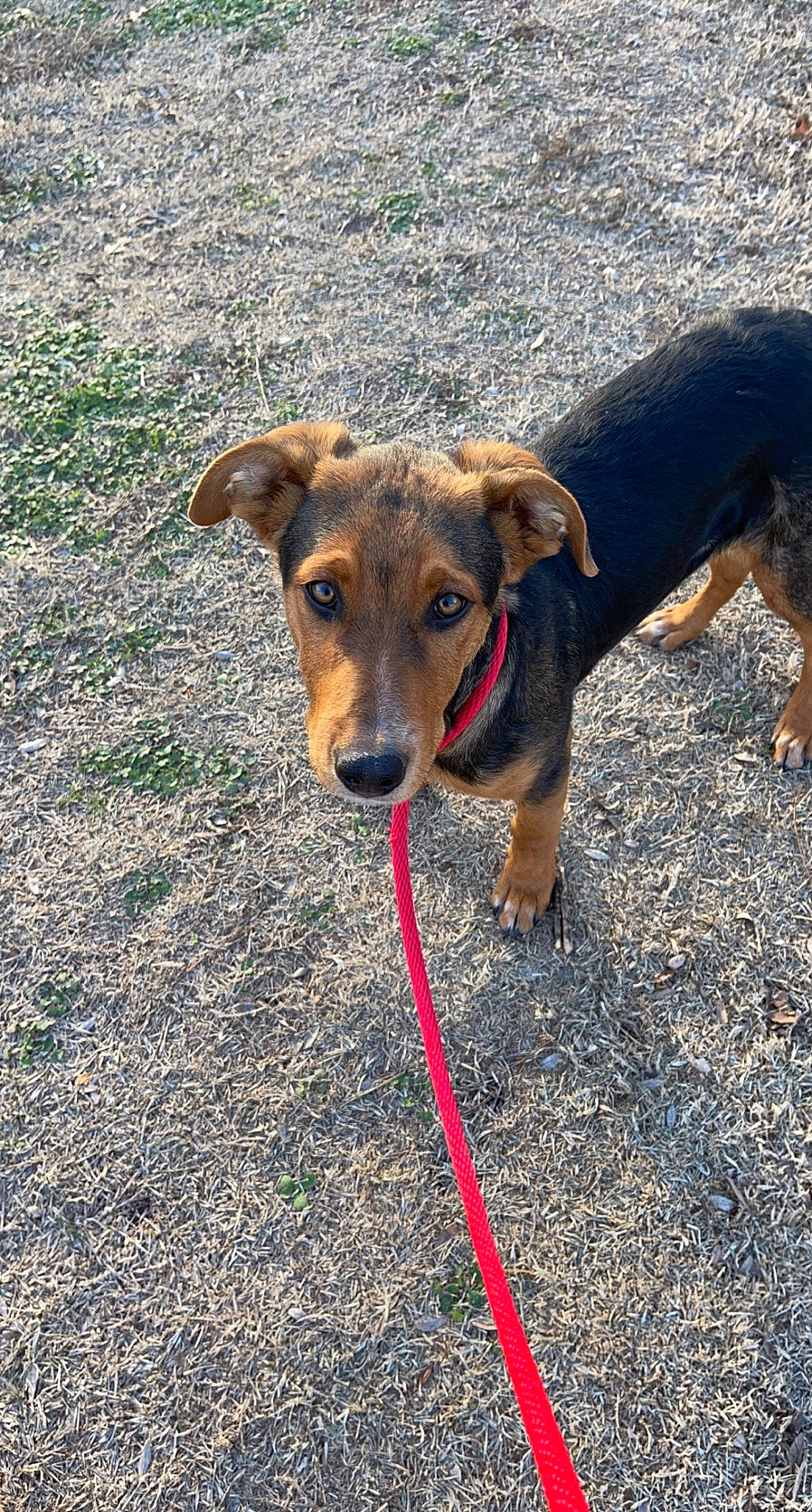Max joined the competition — help win amazing prizes! canidae, carnivore, collar, companion_dog, dog, dog_breed, dog_collar, dog_supply, fashion_accessory, fawn, grass, groundcover, leash, liver, pet_supply, plant, snout, sporting_group, working_animal, working_dog