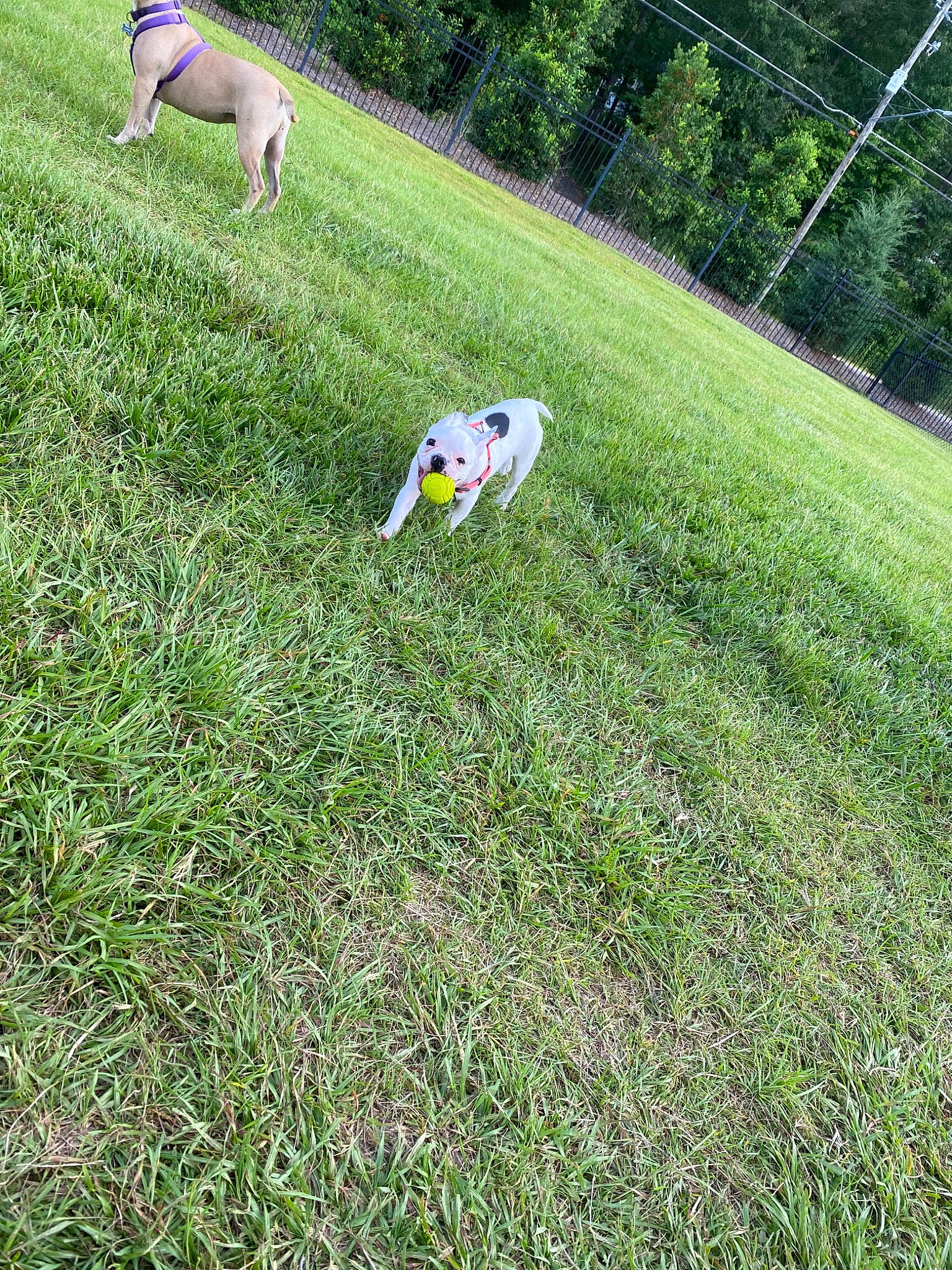 Eleanor is registered to the contest to win money with this photo: canidae, carnivore, dog, dog_breed, grass, grass_family, green, lawn, meadow, non_sporting_group, pasture, plant, plant_community, pointer, sporting_group, tail, tree