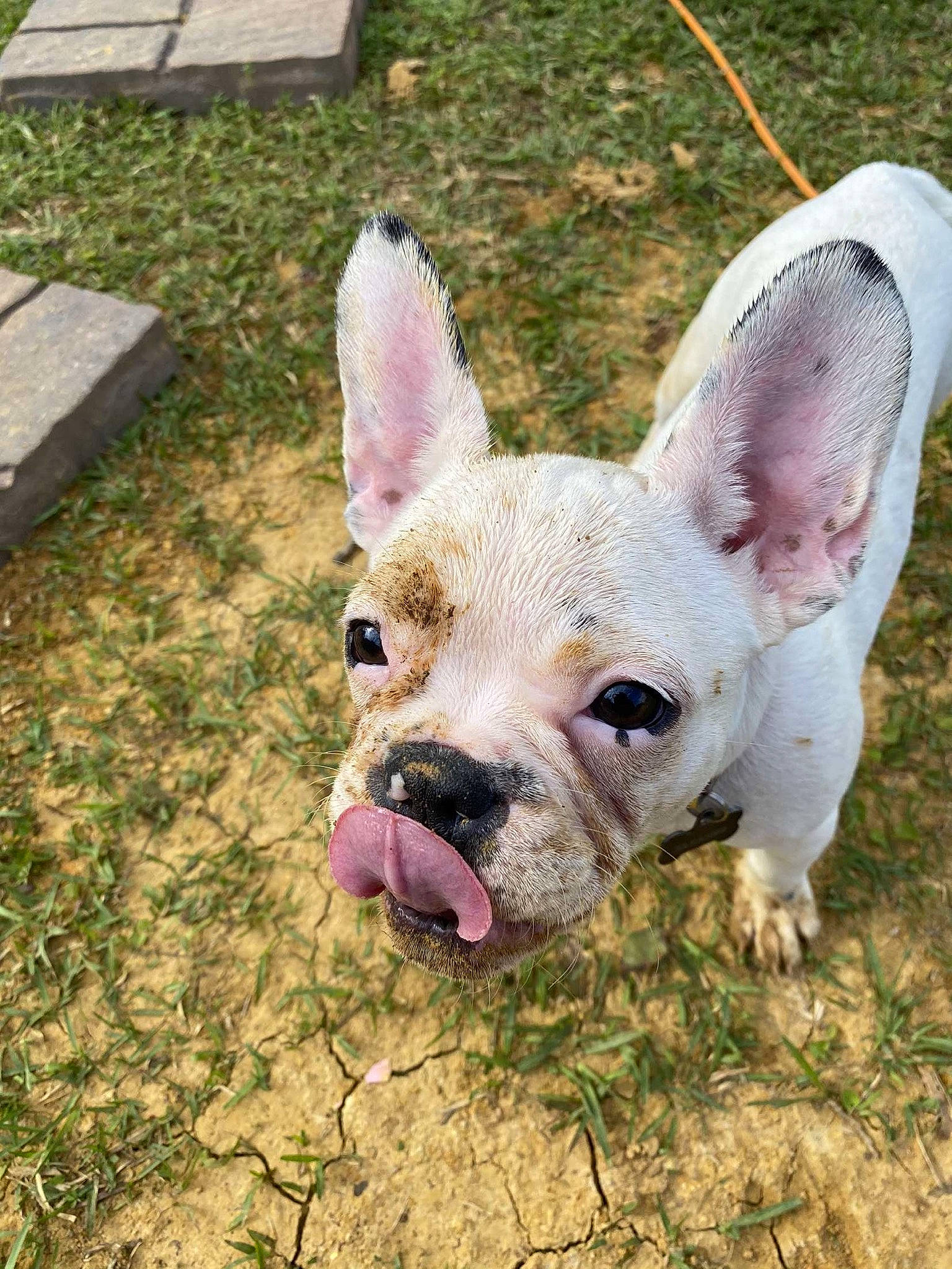 Eleanor is registered to the contest to win money with this photo: canidae, carnivore, companion_dog, dog, dog_breed, ear, fawn, french_bulldog, grass, mammal, non_sporting_group, rare_breed_dog, snout, sporting_group, toy_bulldog, vertebrate