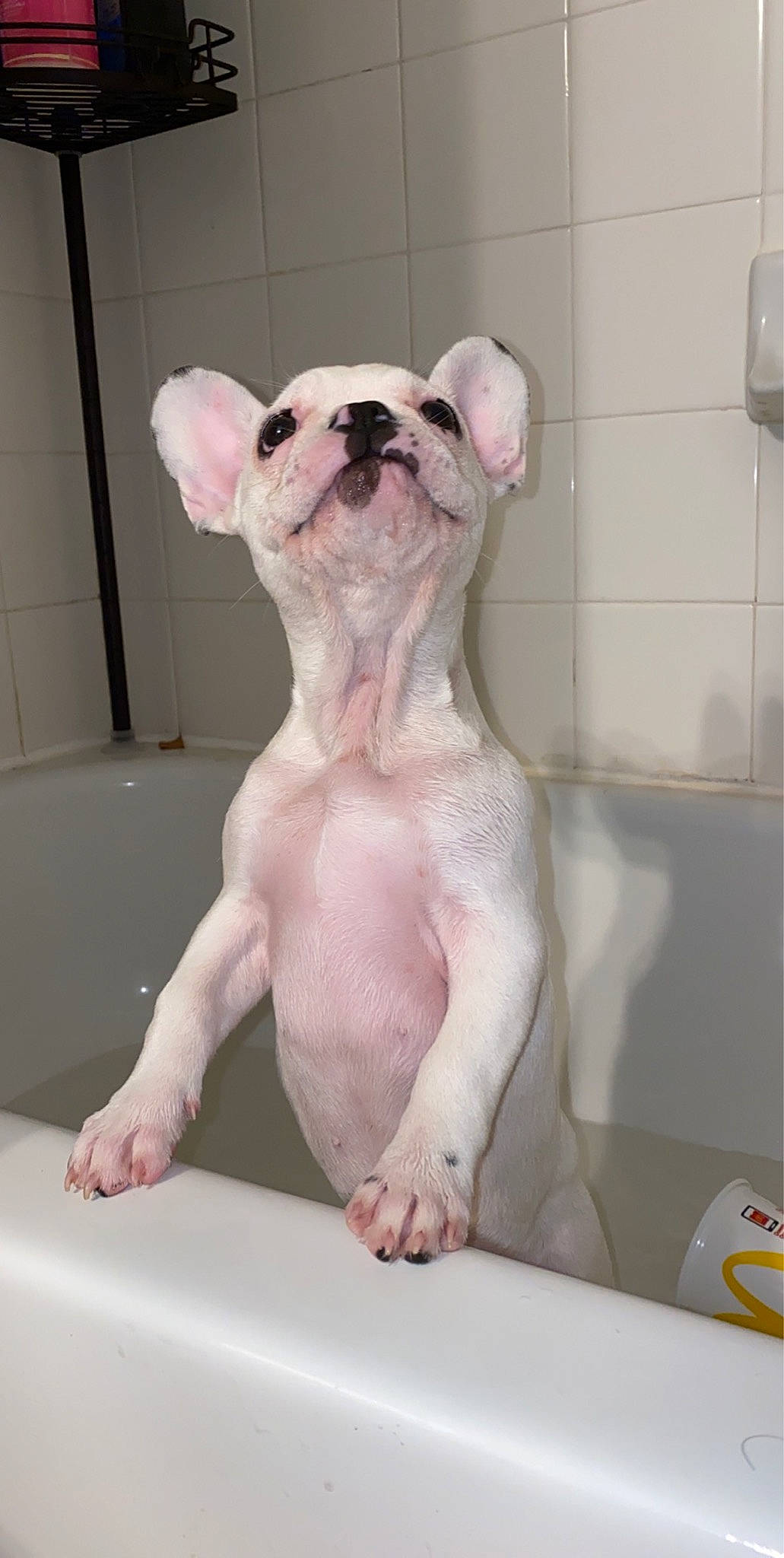 Eleanor is registered to the contest to win money with this photo: american_bulldog, ancient_dog_breeds, canidae, carnivore, companion_dog, cordoba_fighting_dog, dog, dog_breed, dogo_argentino, dogo_guatemalteco, fawn, french_bulldog, mammal, non_sporting_group, puppy, rare_breed_dog, snout, tail, toy_bulldog, vertebrate