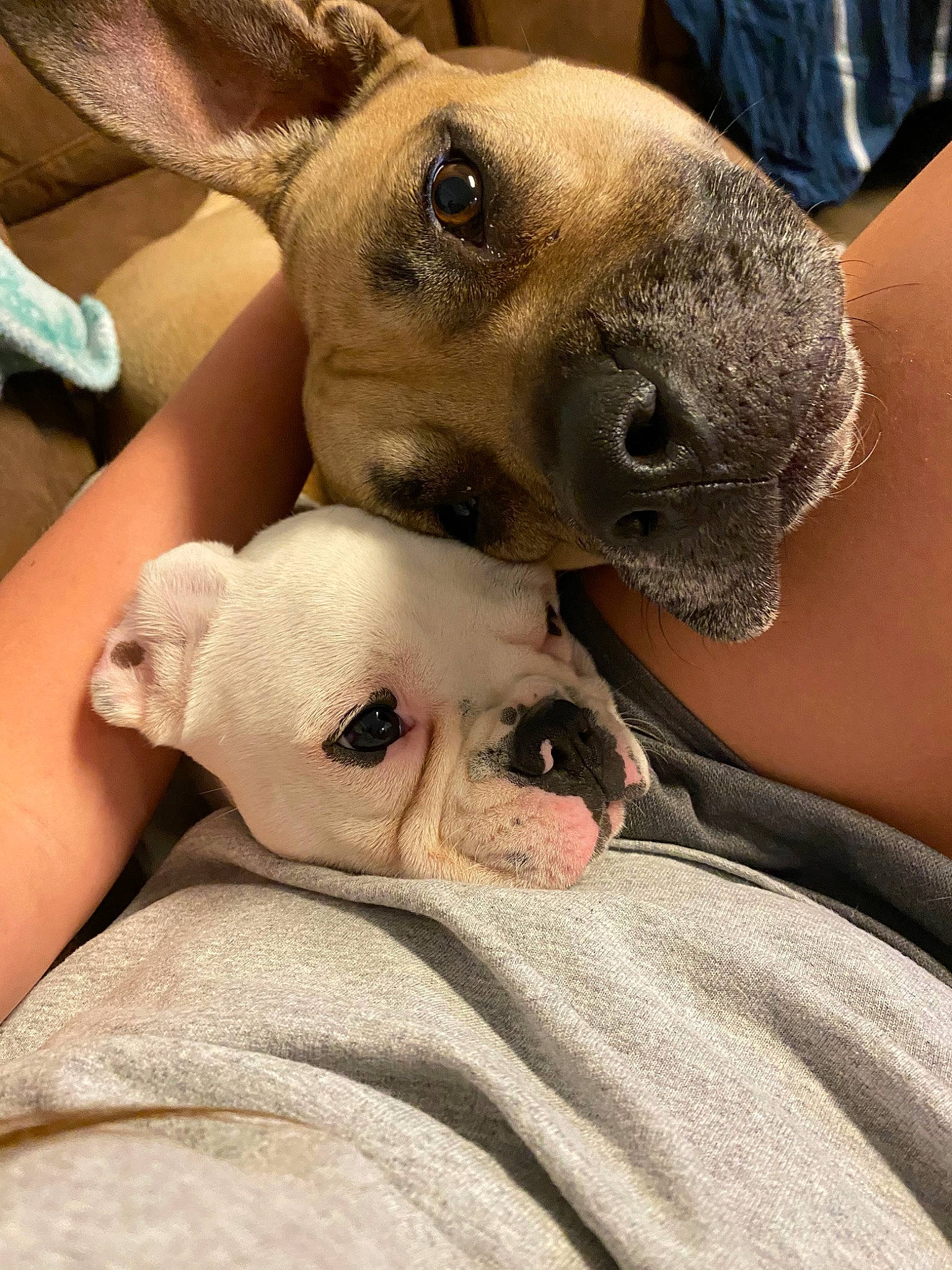 Eleanor joined the competition — help win amazing prizes! canidae, carnivore, dog, dog_breed, fawn, italian_greyhound, mammal, non_sporting_group, nose, pit_bull, puppy, snout, vertebrate