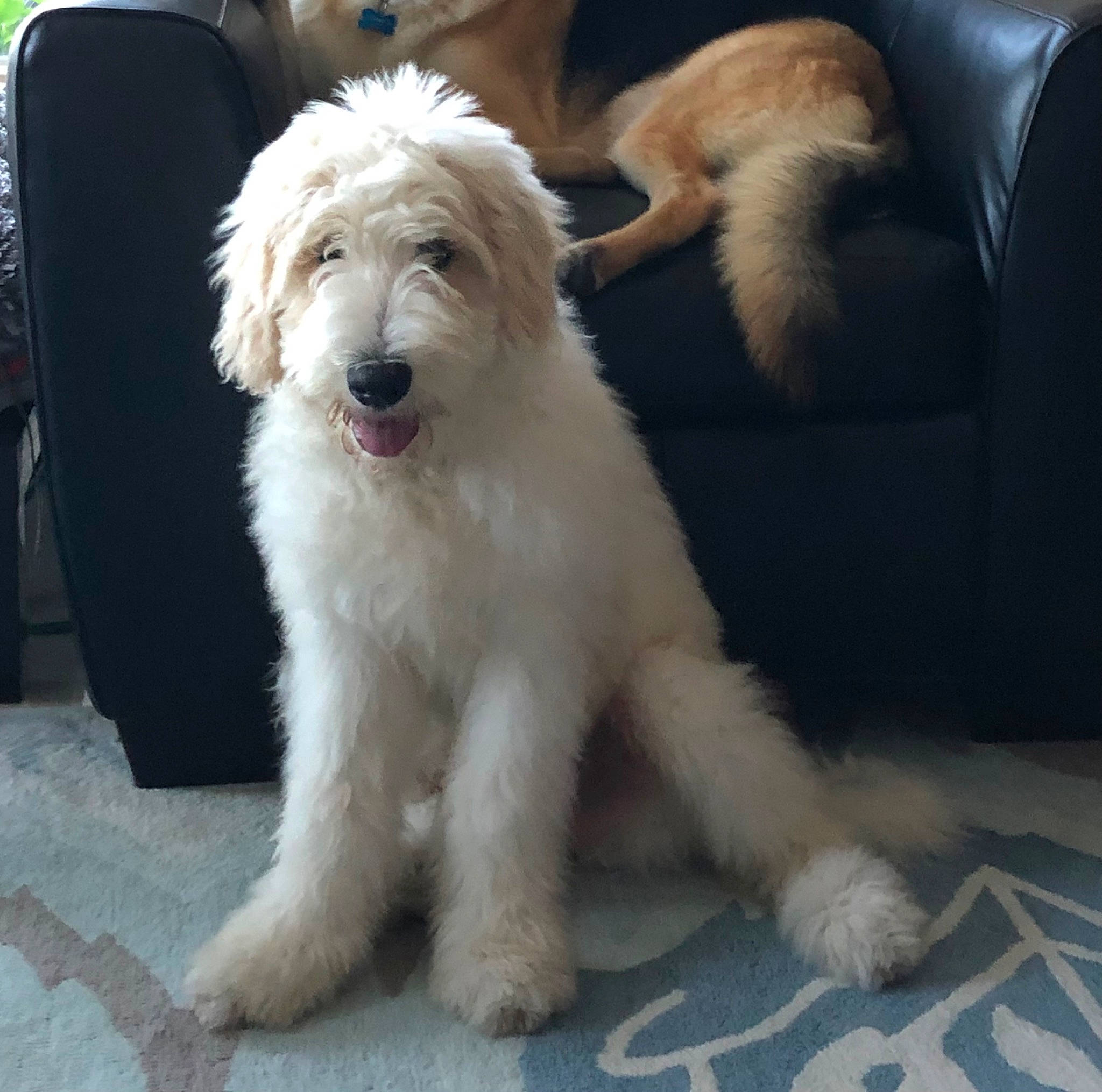 Chili is registered to the contest to win money with this photo: canidae, chair, companion_dog, dog, dog_breed, fang, flooring, fur, herding_dog, maltepoo, non_sporting_group, snout, sporting_group, terrier, toy_dog, water_dog, working_animal, working_dog