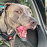 Norma Jean joined the competition — help win amazing prizes! dog, canine, pet, animal, gray_fur, short_hair, floppy_ears, open_mouth, tongue, panting, teeth, harness, car, vehicle, passenger, interior, close_up, portrait, road_trip, happy