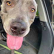 Norma Jean is registered to the contest to win money with this photo: dog, canine, pet, animal, close_up, portrait, gray_fur, golden_eyes, pink_tongue, large_nose, floppy_ears, panting, happy, curious, indoor, car, vehicle, leash, seated, photography