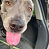 dog, canine, pet, animal, close_up, portrait, gray_fur, golden_eyes, pink_tongue, large_nose, floppy_ears, panting, happy, curious, indoor, car, vehicle, leash, seated, photography