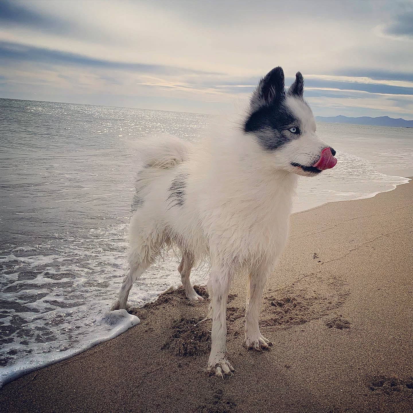 Meiko participe au concours pour gagner de l'argent avec cette photo : american_eskimo_dog, canadian_eskimo_dog, canidae, carnivore, cloud, dog, dog_breed, german_spitz_mittel, greenland_dog, japanese_spitz, mammal, ocean, rare_breed_dog, samoyed, sea, sky, sporting_group, vertebrate
