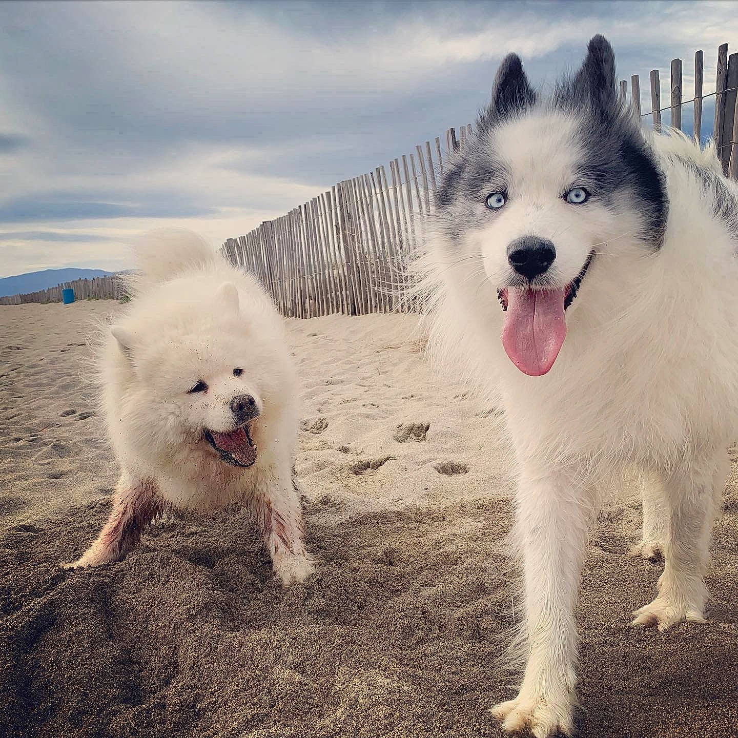 Meiko a rejoint le concours — aidez-le/la à gagner de superbes lots ! american_eskimo_dog, berger_blanc_suisse, canadian_eskimo_dog, canidae, carnivore, cloud, companion_dog, dog, dog_breed, greenland_dog, japanese_spitz, mammal, mountain, non_sporting_group, rare_breed_dog, samoyed, siberian_husky, sky, vertebrate, volpino_italiano