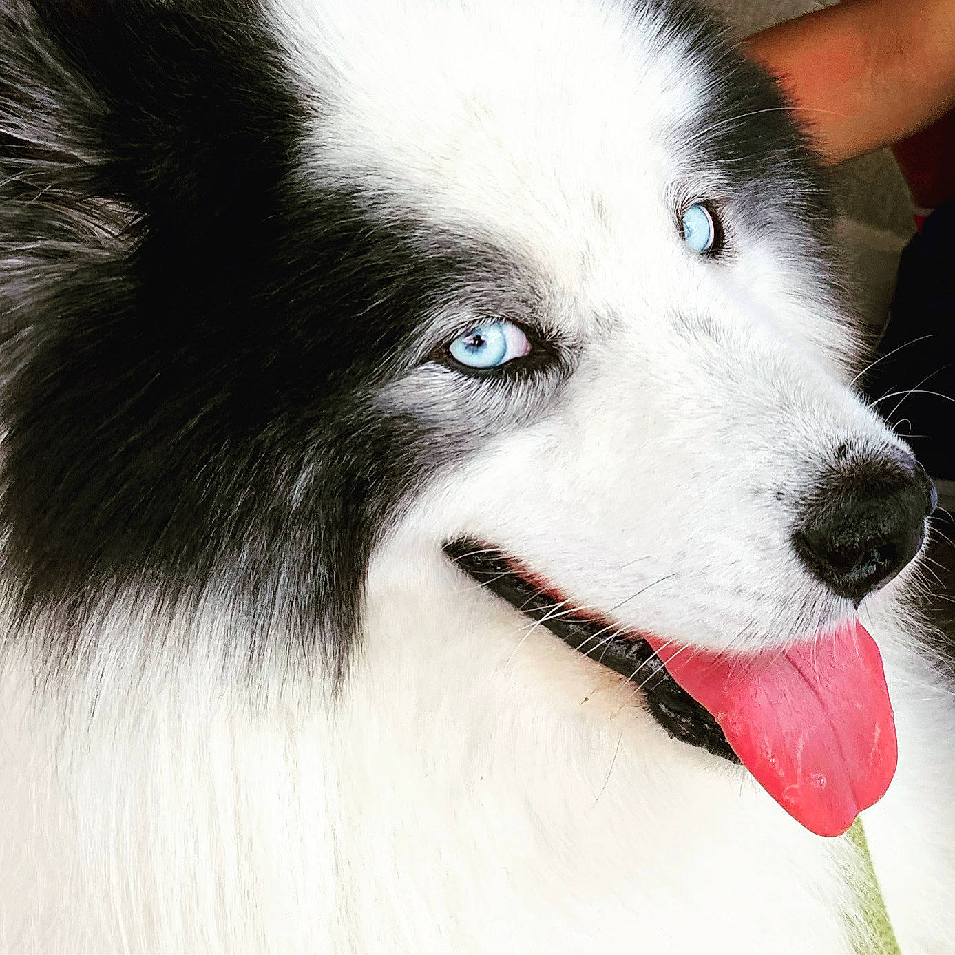 Meiko a rejoint le concours — aidez-le/la à gagner de superbes lots ! alaskan_malamute, ancient_dog_breeds, border_collie, canadian_eskimo_dog, canidae, carnivore, dog, dog_breed, eye, greenland_dog, iris, mammal, native_american_indian_dog, nose, rare_breed_dog, sakhalin_husky, siberian_husky, snout, vertebrate, working_dog