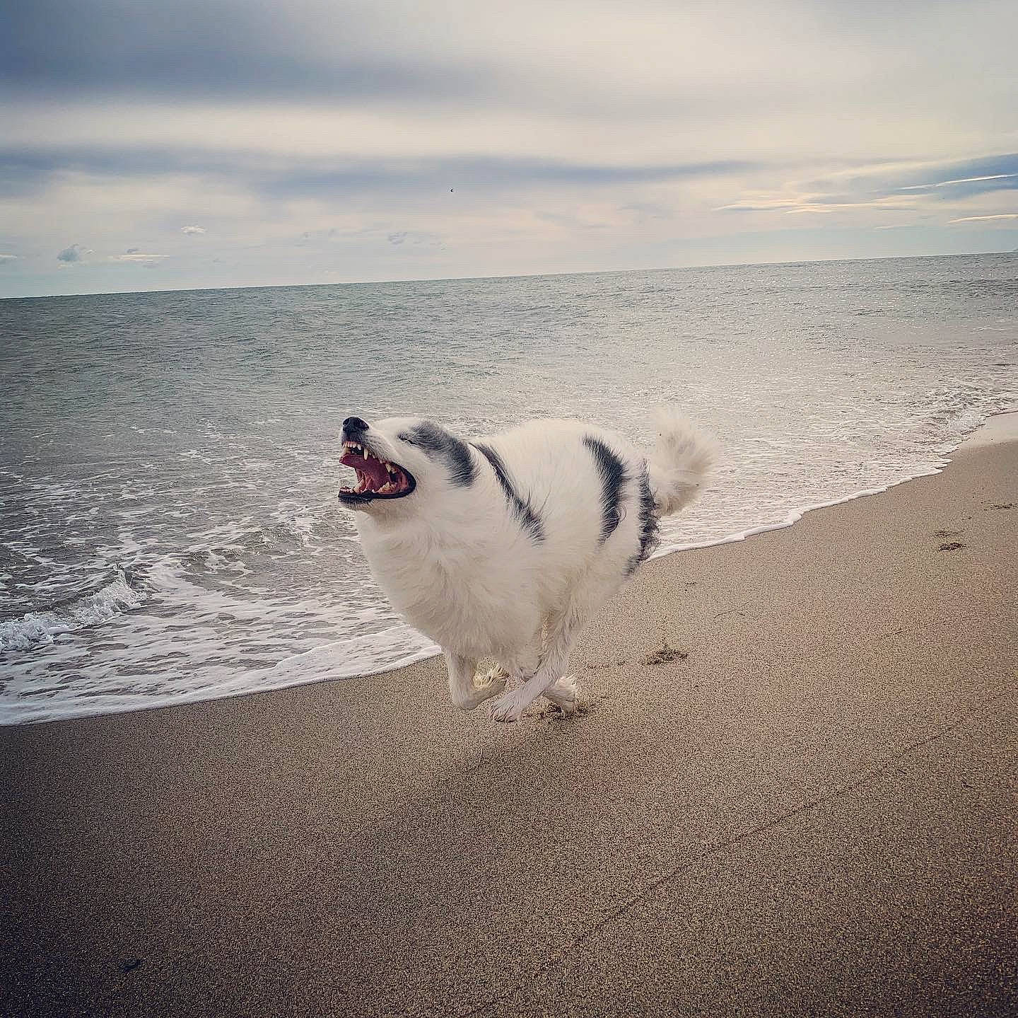 Meiko participe au concours pour gagner de l'argent avec cette photo : beach, calm, canidae, carnivore, cloud, coast, dog, dog_breed, ocean, photography, sand, sea, shore, sky, sporting_group, wave