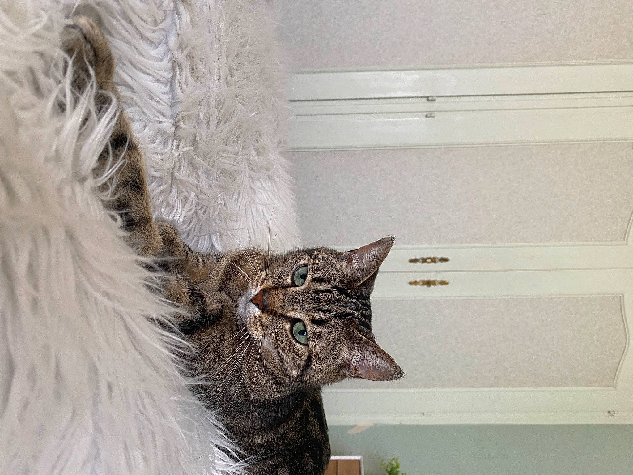 O Malley participe au concours pour gagner de l'argent avec cette photo : art, carnivore, cat, claw, domestic_short_haired_cat, event, felidae, flowerpot, fur, hat, houseplant, plant, small_to_medium_sized_cats, tail, tree, whiskers, window, winter, wood