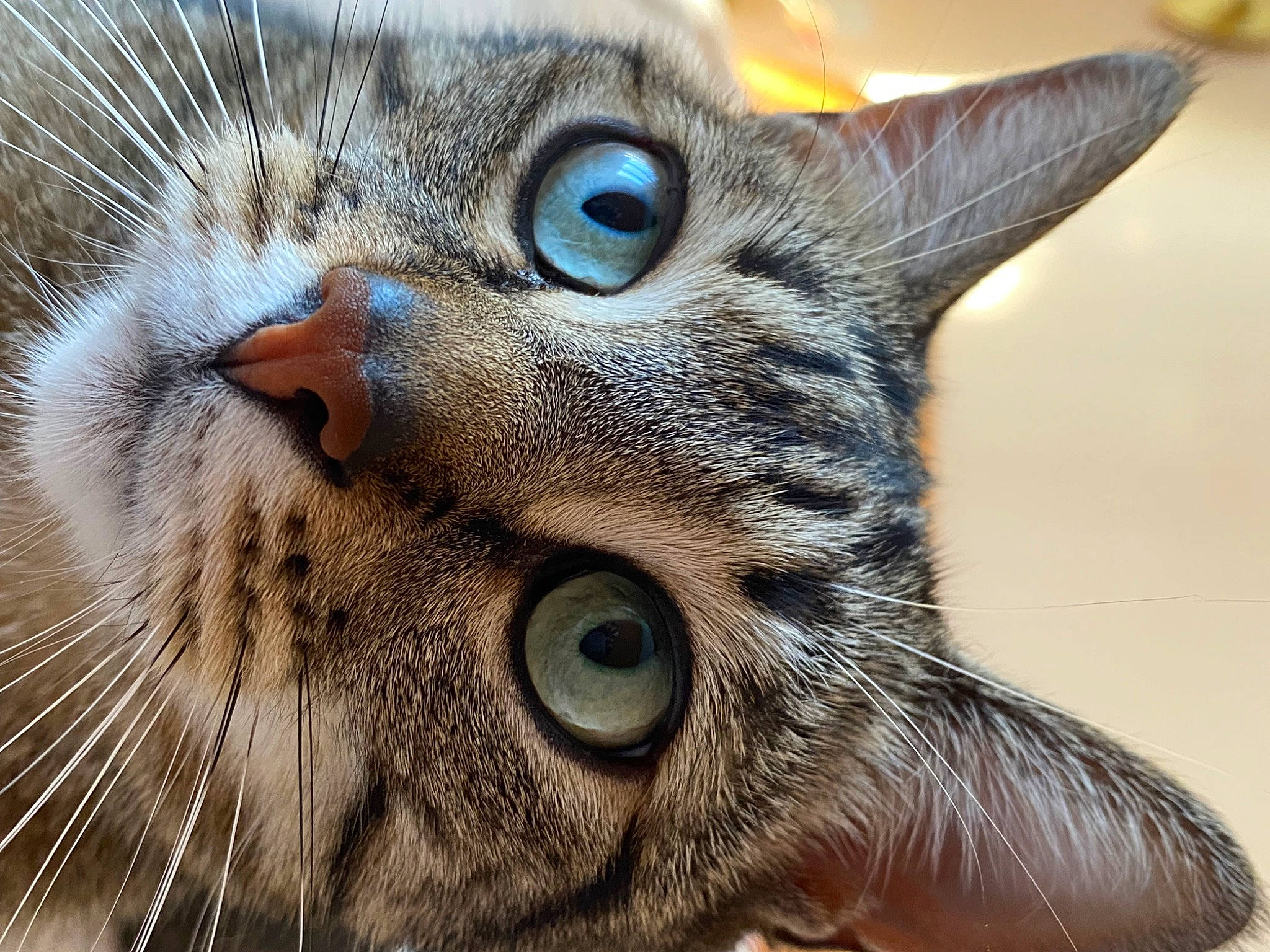 O Malley participe au concours pour gagner de l'argent avec cette photo : carnivore, cat, close_up, domestic_short_haired_cat, ear, felidae, fur, iris, macro_photography, photography, small_to_medium_sized_cats, snout, terrestrial_animal, whiskers, wildlife