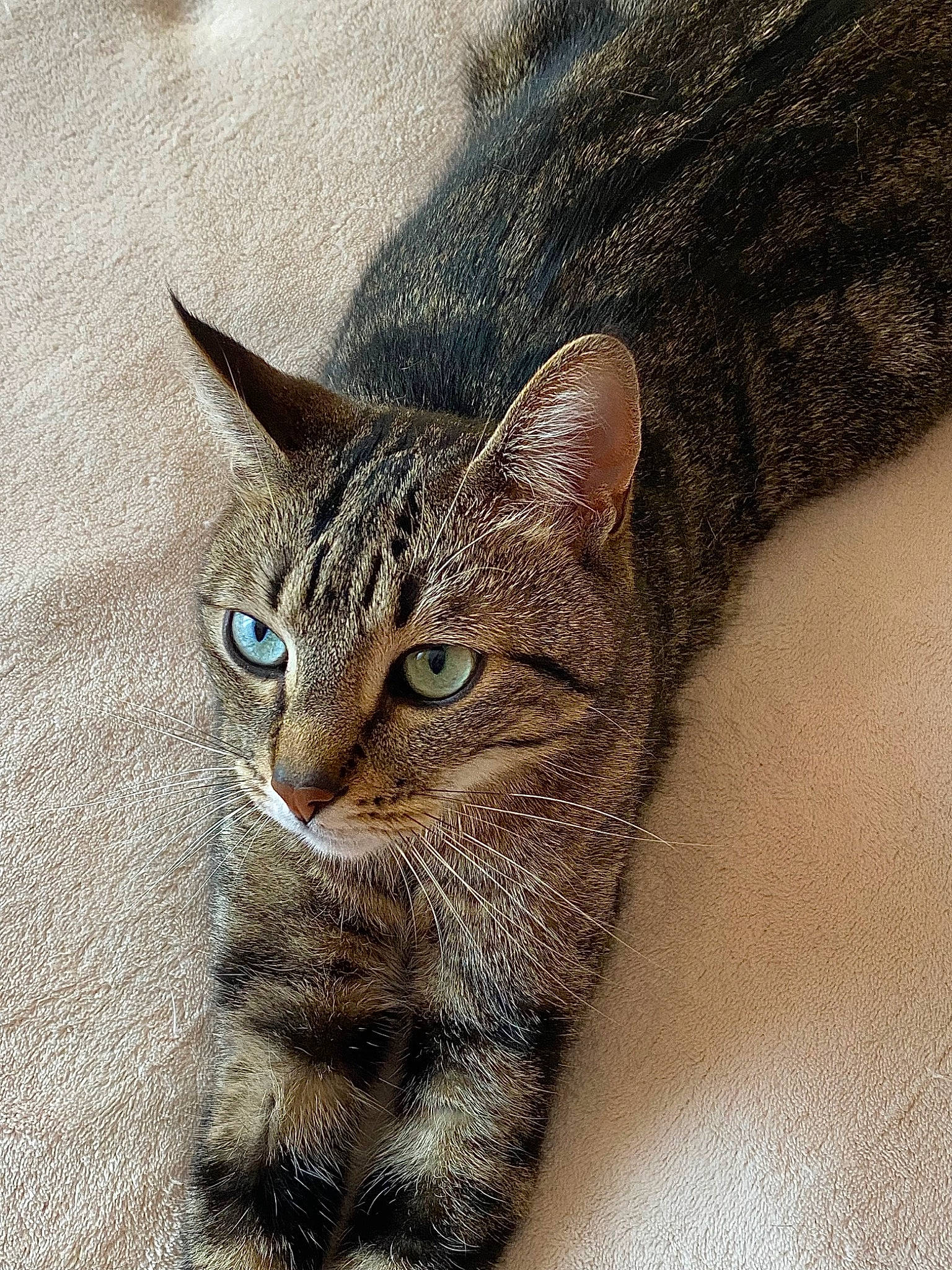 O Malley participe au concours pour gagner de l'argent avec cette photo : carnivore, cat, domestic_short_haired_cat, door, felidae, fur, paw, small_to_medium_sized_cats, snout, terrestrial_animal, whiskers, wildlife, window