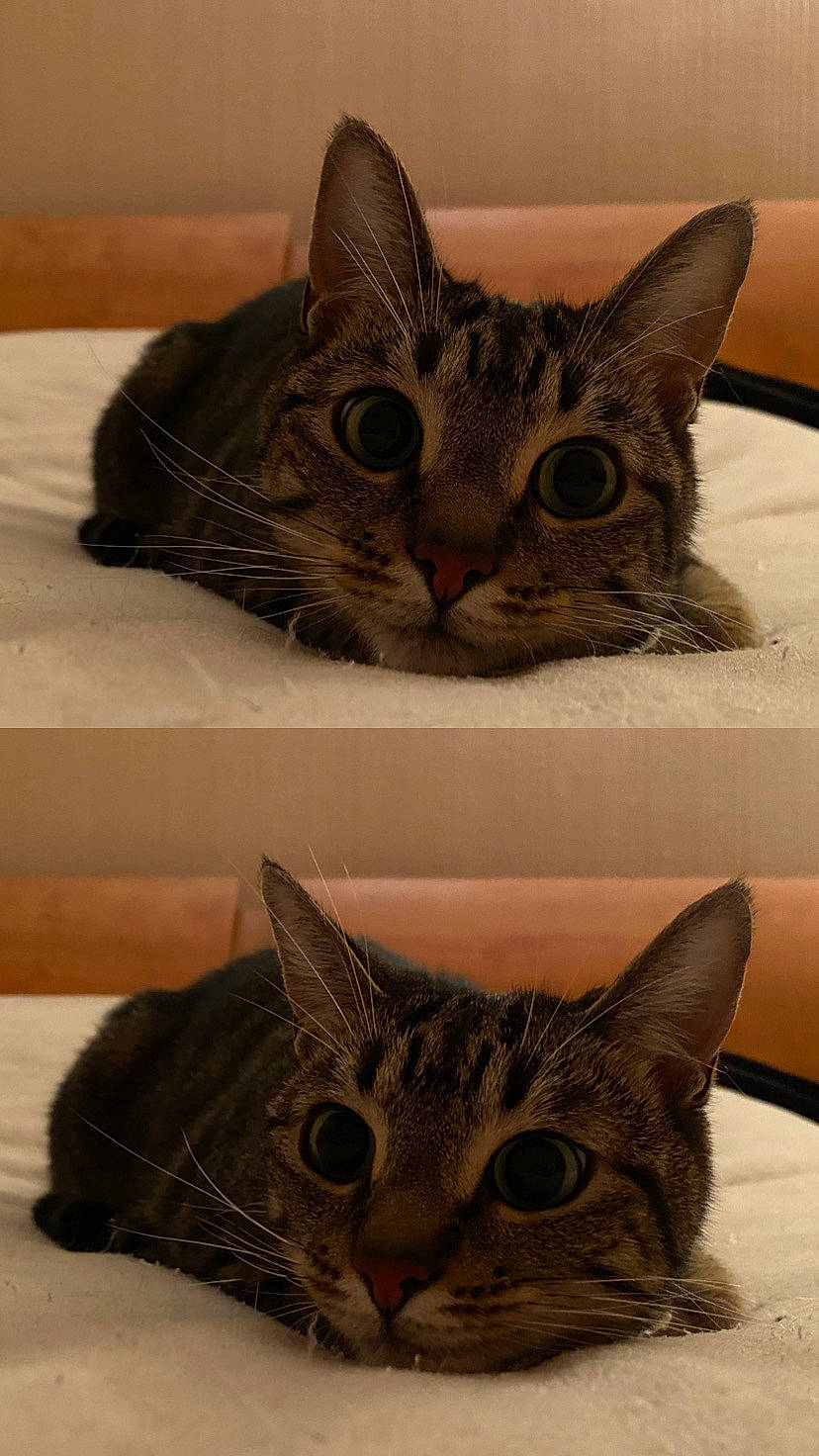 O Malley a rejoint le concours — aidez-le/la à gagner de superbes lots ! art, carnivore, cat, cat_supply, domestic_short_haired_cat, felidae, fur, iris, paw, pet_supply, rectangle, small_to_medium_sized_cats, snout, whiskers, window