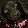 animal, black_dog, brown_eyes, canine, close_up, collar, companion, cute, dog, domestic_animal, ears, face, friend, fur, indoor, looking, nose, pet, pink_collar, portrait