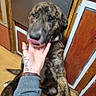 Chance joined the competition — help win amazing prizes! dog, brindle, indoor, hand, licking, person, tattoo, wooden_cabinets, floor, tail, pet, affection, closeup, blur, casual, interaction, animal, domestic, friendly, bond