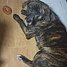 Chance is registered to the contest to win money with this photo: dog, brindle, floor, wooden_floor, toy, donut_shaped_toy, pet, indoor, animal, looking_up, lying_down, brown, black, white_paw, fur, canine, companion, domestic, portrait, cute