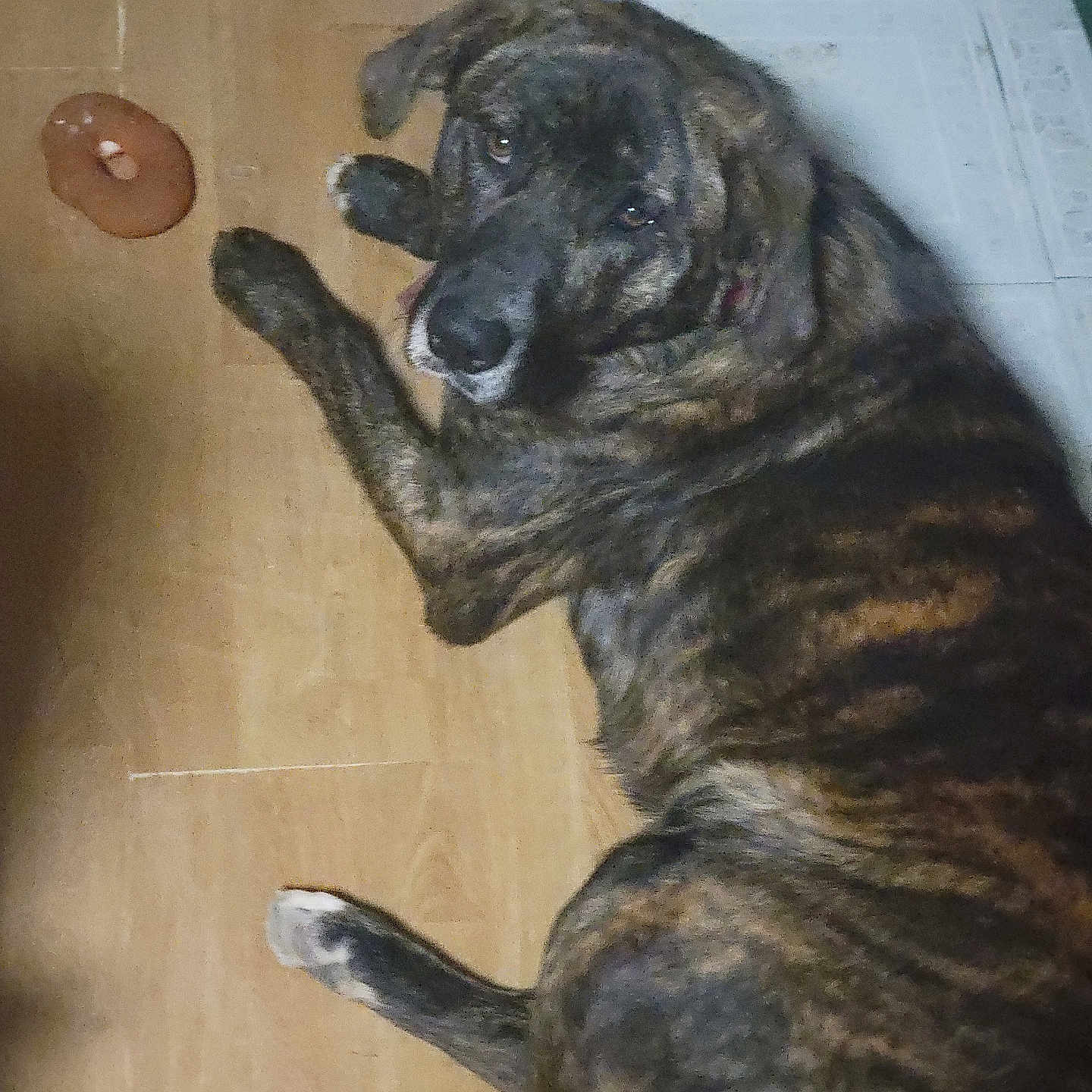 Chance is registered to the contest to win money with this photo: dog, brindle, floor, wooden_floor, toy, donut_shaped_toy, pet, indoor, animal, looking_up, lying_down, brown, black, white_paw, fur, canine, companion, domestic, portrait, cute