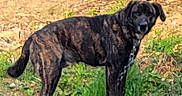 Chance joined the competition — help win amazing prizes! dog, brindle, outdoor, metal_frame, grass, dirt, tree, wood, pet, animal, standing, nature, canine, collar, curious, sunlight, daytime, background, rural, environment