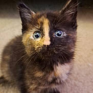 Riddle joined the competition — help win amazing prizes! kitten, cat, tortoiseshell, fur, whiskers, eyes, curious, pet, animal, cute, indoor, closeup, portrait, young, feline, soft, background, mammal, small, adorable