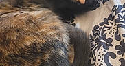 Riddle joined the competition — help win amazing prizes! animal, bedspread, cat, closeup, cozy, curled_up, domestic_animal, feline, fur, indoor, nap, patterned_fabric, pet, relaxed, resting, sleeping, soft, tail, tortoiseshell_cat, whiskers