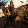 Riddle joined the competition — help win amazing prizes! animal, blanket, cat, closeup, cozy, curious, cute, domestic_animal, ears, eyes, feline, fur, indoor, lying_down, mammal, pet, resting, soft, tortoiseshell, whiskers