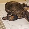 Riddle is registered to the contest to win money with this photo: cat, tortoiseshell, indoor, appliance, white_surface, yellow_eyes, fur, animal, pet, relaxed, resting, curious, face, ears, whiskers, domestic, feline, close_up, laying_down, beige_wall