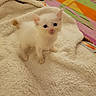 animal, blanket, cat, colorful_background, cozy, curious, cute, eyes, fur, indoor, kitten, pet, small, soft, standing, tail, texture, whiskers, white_fur, young