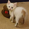 Tyton is registered to the contest to win money with this photo: animal, ball, brown_spot, carpet, cat, curious, cute, domestic, feline, floor, furry, indoor, kitten, mammal, pet, playful, small, toy, white_cat, young