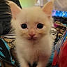 kitten, cat, white_fur, close_up, cute, pet, animal, young, curious, indoor, soft_fur, small, eyes, ears, whiskers, feline, portrait, front_view, domestic_animal, adorable