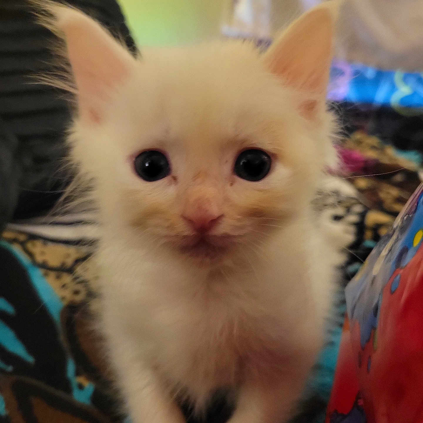 Tyton is registered to the contest to win money with this photo: kitten, cat, white_fur, close_up, cute, pet, animal, young, curious, indoor, soft_fur, small, eyes, ears, whiskers, feline, portrait, front_view, domestic_animal, adorable