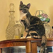 Pearl is registered to the contest to win money with this photo: cat, calico_cat, wooden_cabinet, glass_decanters, stained_glass_lamp, indoor, pet, feline, curious, sitting, wide_eyes, decor, vintage, furniture, animal, domestic, calm, brown, white, black