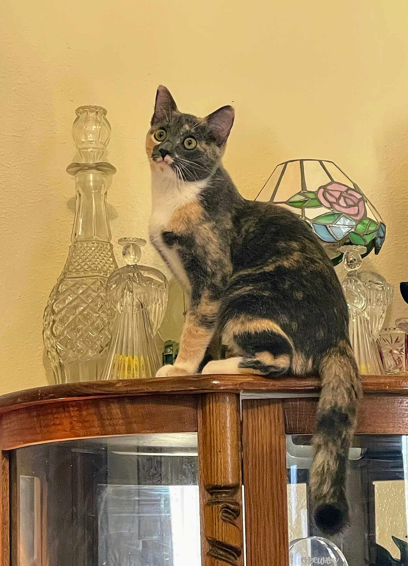 Pearl is registered to the contest to win money with this photo: cat, calico_cat, wooden_cabinet, glass_decanters, stained_glass_lamp, indoor, pet, feline, curious, sitting, wide_eyes, decor, vintage, furniture, animal, domestic, calm, brown, white, black