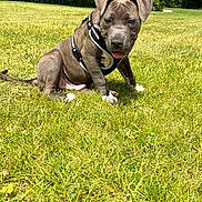 Rocky joined the competition — help win amazing prizes! puppy, dog, grass, outdoor, park, harness, greenery, trees, sky, clouds, cute, animal, pet, nature, summer, young_dog, playful, sitting, tongue_out, canine