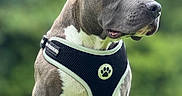 Rocky is registered to the contest to win money with this photo: dog, canine, pet, animal, outdoor, grass, harness, brown, white, sitting, portrait, nature, greenery, ears, snout, fur, young, closeup, side_view, daylight