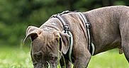 Rocky joined the competition — help win amazing prizes! animal, canine, close_up, clover, curious, daylight, dog, ears, field, flora, grass, greenery, harness, muzzle, nature, outdoor, pet, side_view, sniffing, summer