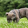 Rocky joined the competition — help win amazing prizes! dog, canine, grass, field, outdoor, nature, animal, pet, sniffing, greenery, clover, flora, muzzle, ears, harness, side_view, summer, daylight, close_up, curious