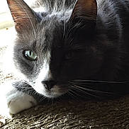 Dora is registered to the contest to win money with this photo: cat, gray_cat, white_paw, whiskers, window_light, sunlight, relaxed, close_up, pet, feline, indoor, texture, fur, animal, resting, eye, ear, shadow, portrait, laying_down