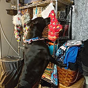 Bear joined the competition — help win amazing prizes! dog, black_dog, standing, stocking, christmas_stocking, holiday, metal_shelf, basket, household_items, clothing, indoors, curtain, decor, furniture, pet, reaching, collar, floor, canine, holiday_decor