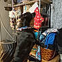 dog, black_dog, standing, stocking, christmas_stocking, holiday, metal_shelf, basket, household_items, clothing, indoors, curtain, decor, furniture, pet, reaching, collar, floor, canine, holiday_decor