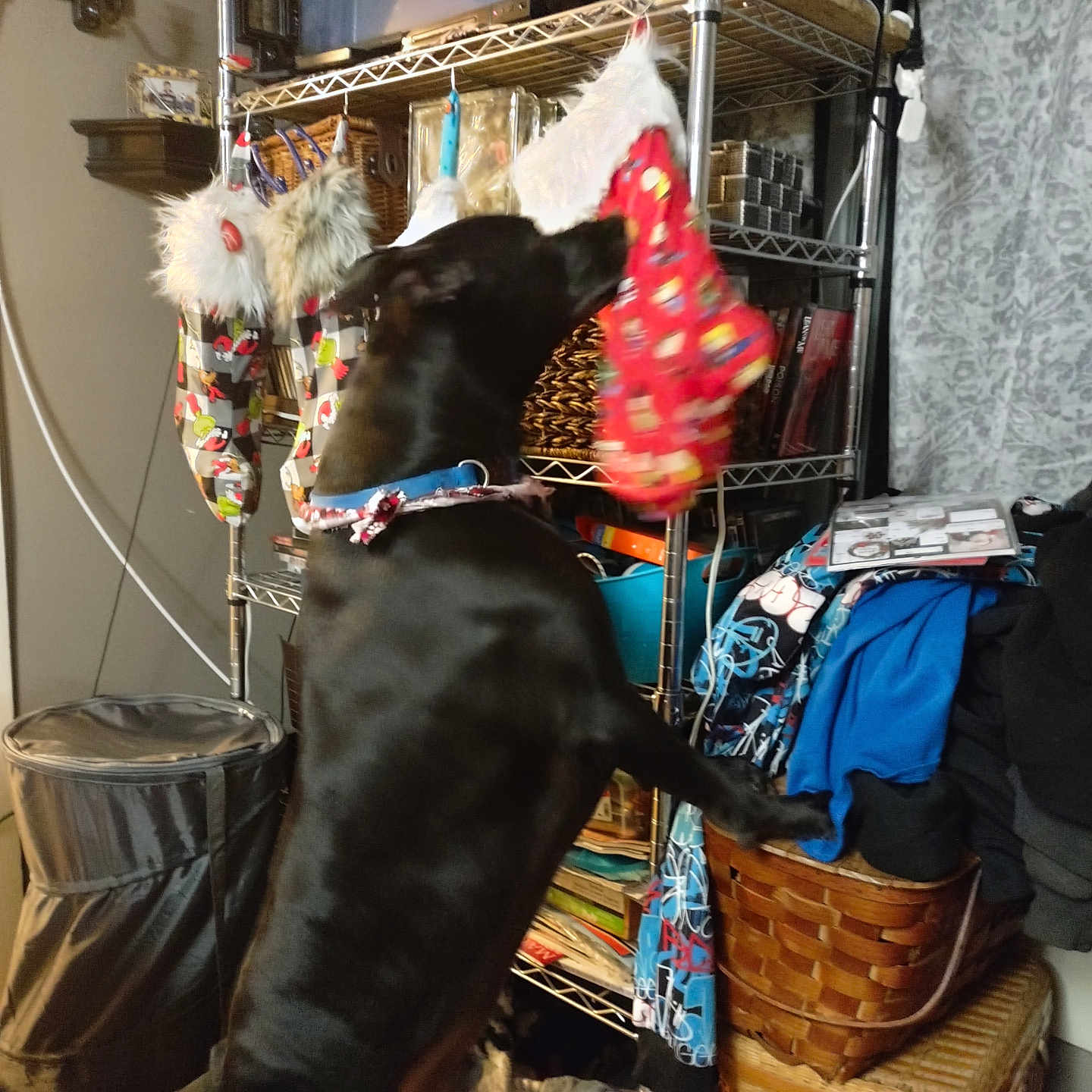 Bear joined the competition — help win amazing prizes! basket, black_dog, canine, christmas_stocking, clothing, collar, curtain, decor, dog, floor, furniture, holiday, holiday_decor, household_items, indoors, metal_shelf, pet, reaching, standing, stocking