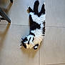 cat, black_and_white, fluffy, lying_down, floor, tile, indoor, pet, animal, curious, paws, relaxed, feline, chair_leg, domestic, fur, whiskers, cute, looking_up, household