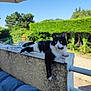 cat, black_and_white, balcony, outdoor, daylight, relaxed, paw, feline, texture, blue_sky, greenery, sunny, animal, pet, nature, window, railing, fur, domestic_cat, leisure