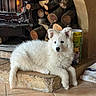 Alaska participe au concours pour gagner de l'argent avec cette photo : dog, puppy, white_fur, fluffy, fireplace, wood_stove, firewood, hearth, stone, tile_floor, indoors, resting, cute, pet, animal, cozy, relaxed, ears, tail, domestic