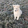 Alaska participe au concours pour gagner de l'argent avec cette photo : puppy, dog, white, fluffy, grass, frost, frozen, outdoor, nature, winter, animal, cute, pet, young, field, cold, adorable, sitting, fur, landscape