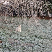 Alaska participe au concours pour gagner de l'argent avec cette photo : dog, white_dog, frost, grass, winter, bare_branches, tree, outdoor, nature, cold, field, animal, canine, pet, frozen, landscape, quiet, morning, solitude, fur