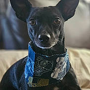 Pepper is registered to the contest to win money with this photo: animal, bandana, black_dog, blanket, canine, closeup, companion, curious, cute, dog, domestic_animal, ears, fabric, furniture, indoor, mammal, pet, portrait, resting, sitting