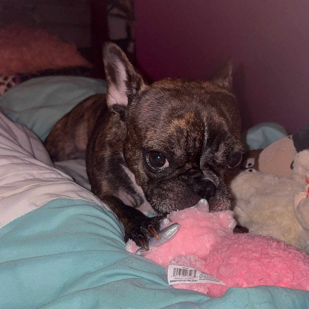Winnie joined the competition — help win amazing prizes! animal, bed, bedroom, blanket, bulldog, canine, dog, frenchbulldog, furniture, indoors, person, pet, pitbull, pug, puppy, room
