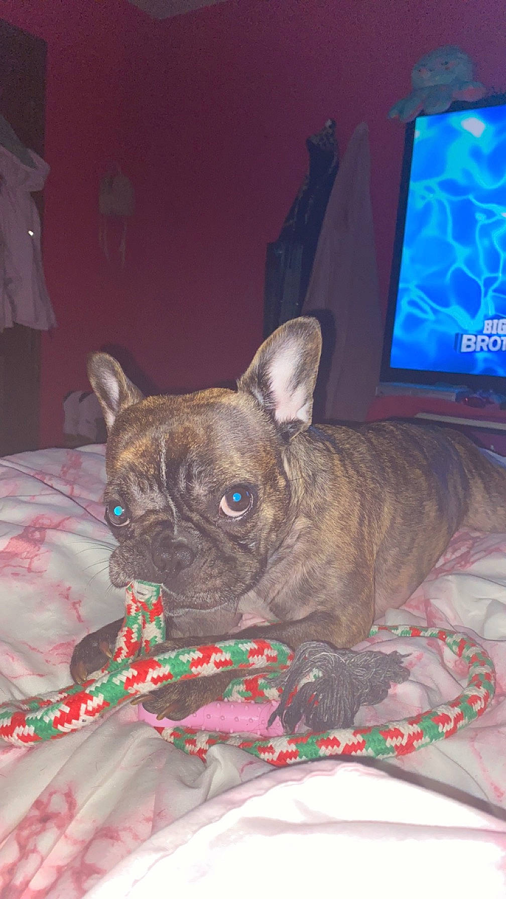 Winnie joined the competition — help win amazing prizes! blue, canidae, carnivore, collar, comfort, companion_dog, dog, dog_breed, ear, fawn, felidae, fur, linens, snout, sporting_group, terrestrial_animal, toy_dog, whiskers, working_animal, wrinkle