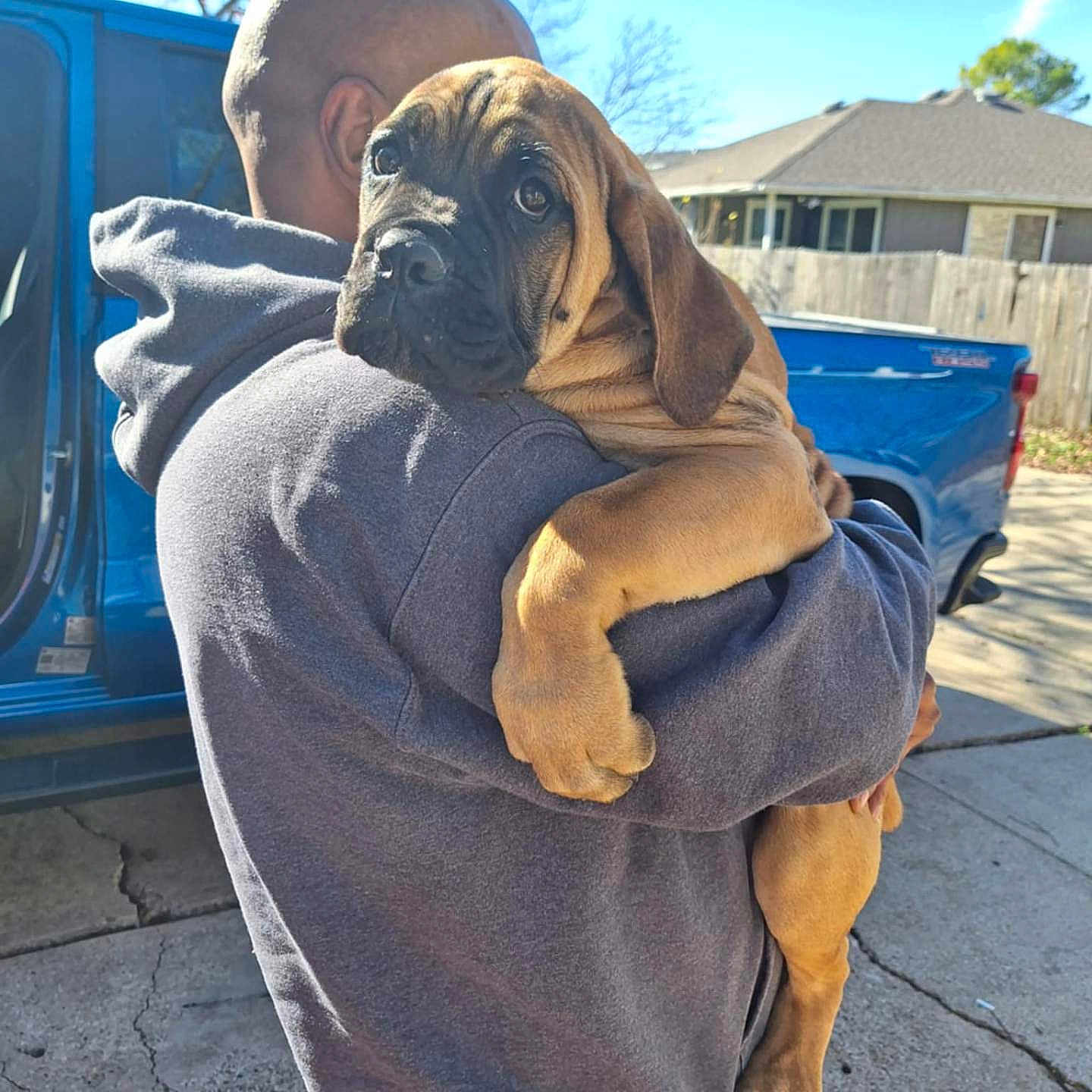 Gremlin joined the competition — help win amazing prizes! adult, animal, architecture, blanket, boxer, building, bulldog, canine, dog, face, head, hugging, male, man, outdoors, person, pet, photography, portrait, puppy